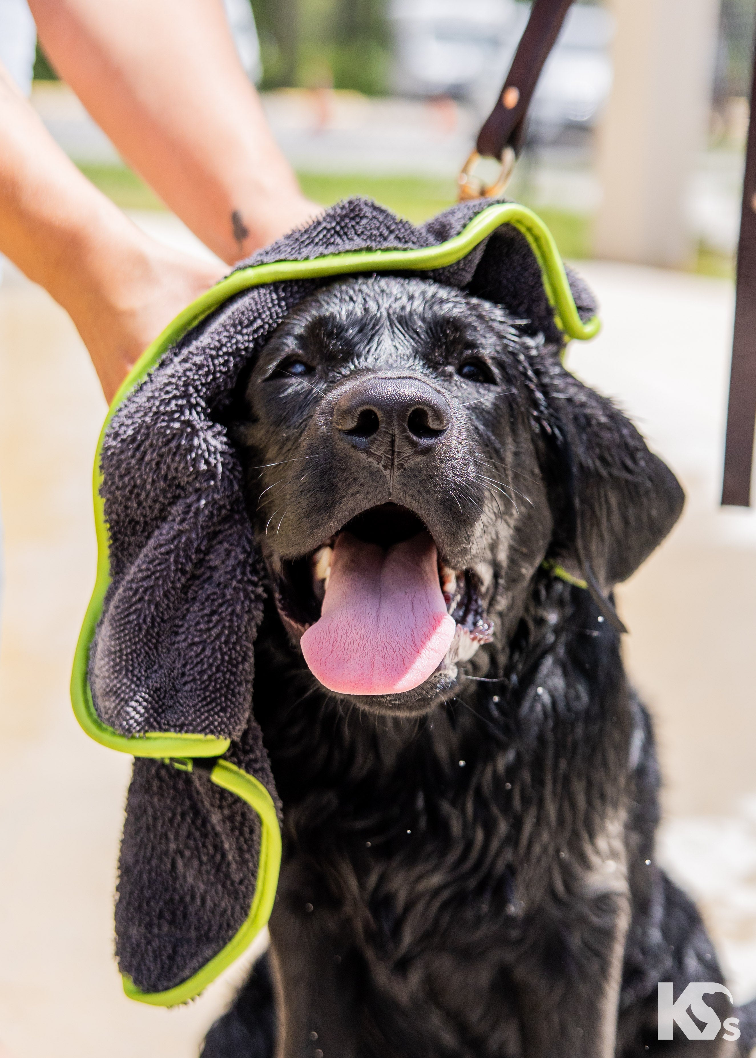 Enzo+ Drying Method- How to dry your dog FASTER