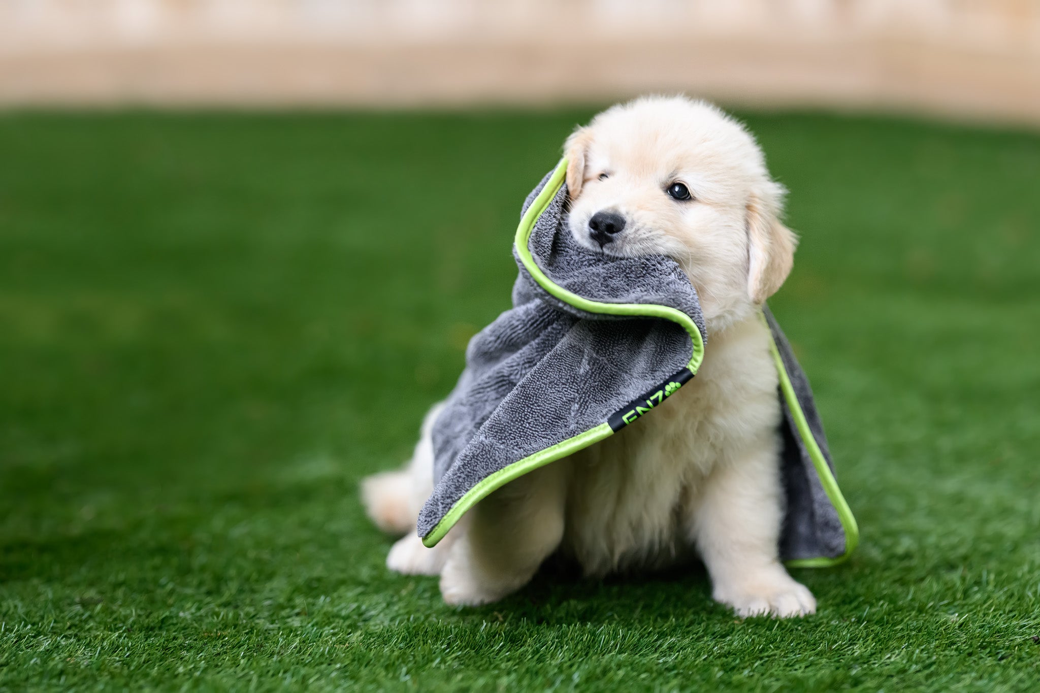 Enzo_Pet_Supply_by_BARKography-10.jpg