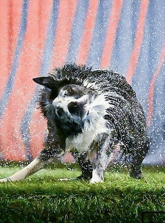 Enzo Dog Towel 16